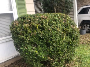 Bush Trimming by Jose Torres for brandise e. in San Antonio, TX