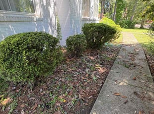 Bush Trimming by Brandon Munz for Johnny B. in Petersburg, VA