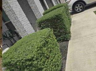 Kelsey D.'s Bush Trimming service result