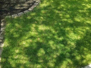 BOBBI W.'s Yard Cutting service result