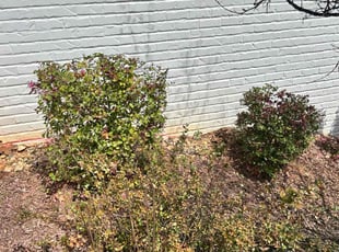 Bush Trimming by James Ziobro for Michael D. in Apex, NC