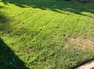 Cleanups by Alex Rodriguez for Kim C. in Fresno, CA