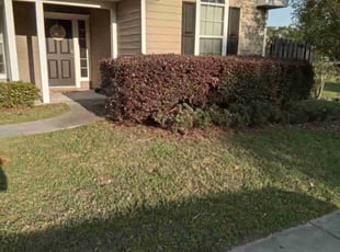 Bush Trimming by Christopher Harper for Tinu T. in Gainesville, FL