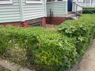 Bush Trimming by Andrew Ventre for Mose D. in Boston, MA