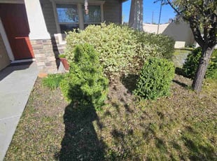 Bush Trimming by Delbert Jones for Lori B. in Meridian, ID