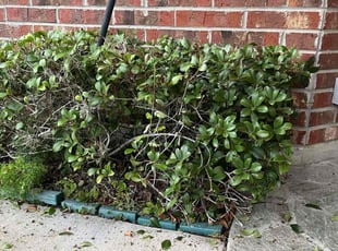 Bush Trimming by DeAndra Clements for Abby G. in Jacksonville, FL