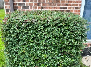 Bush Trimming by Antonio Simmons for Syeda S. in Virginia Beach, VA