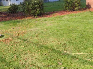 Bush Trimming by Walter Taylor for Latrina H. in Petersburg, VA