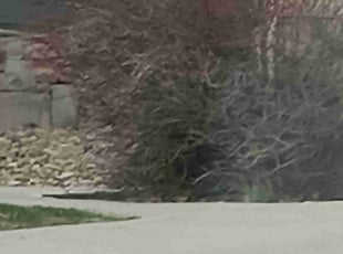 Bush Trimming by Ryan Nichols for Michael F. in Castle Pines, CO