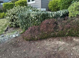 Bush Trimming by Emily Riedel for Justin M. in Marysville, WA