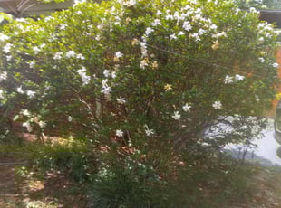 Bush Trimming by Jason Bullion for Lucy A. in Mauldin, SC