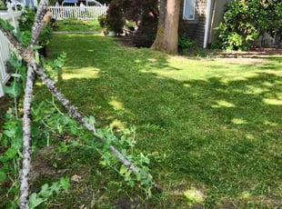 Joel W.'s Lawn Mowing Service service result