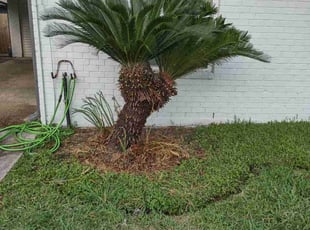 Bush Trimming by Gray Allen for Sylvia B. in New Orleans, LA