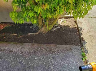 Bush Trimming by Coben Varland for Katherine P. in Redmond, WA