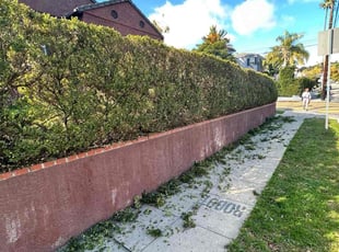 Bush Trimming by Jacob Gallegos for terri m. in Los Angeles, CA