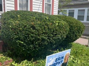 Bush Trimming by Randy Regis for michael G. in Boston, MA