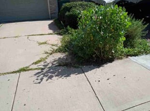 Bush Trimming by Jay Bradley for Jon B. in Colorado Springs, CO