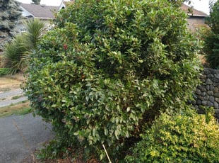 Bush Trimming by Dana Knickerbocker for Chris C. in Seattle, WA