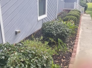 Bush Trimming by Matthew Alexander for Deborah S. in Raleigh, NC