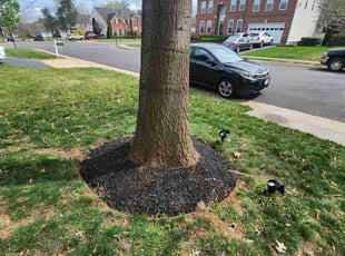 Mulching by Brayan Letona for Richard M. in Haymarket, VA