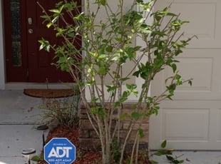 Bush Trimming by Cari Butler for Beverly M. in Zephyrhills, FL