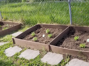 Landscaping by James A. Saulsbury for Kendra H. in Washington, DC