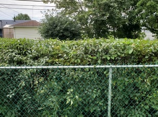 Bush Trimming by Charles Yager for Gene S. in Tonawanda, NY