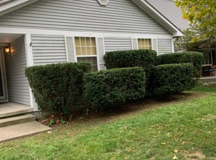 Bush Trimming by Hendri H for Brian B. in Columbus, OH
