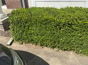 Bush Trimming by Ryan Cooper for Jemila A. in Caledonia, MI