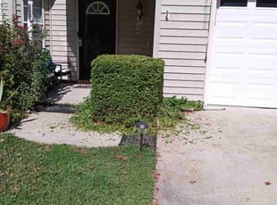 Rhonda T.'s Bush Trimming service result