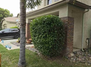 Samantha N.'s Bush Trimming service result