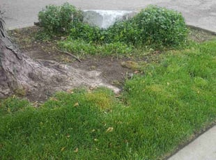 Bush Trimming by Eduardo Flores for Alicia J. in Chicago, IL