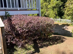 Bush Trimming by Emmanuel Odeh Adimah for Ephraim D. in Douglasville, GA