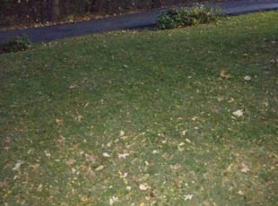 Leaf Removal by Steve Kaviak for Lori Z. in Zionsville, IN