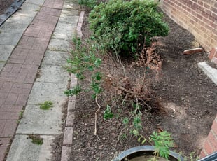 Landscaping by Amber Fuentes for Norbert K. in Washington, DC