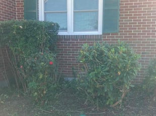 Bush Trimming by Joel Walton for William L. in Chesapeake, VA