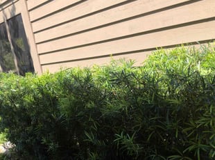 Bush Trimming by Claude winy Zephirin for Samuel S. in Ponte Vedra Beach, FL