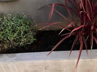 Bush Trimming by George Islas for Ruben V. in Huntington Beach, CA