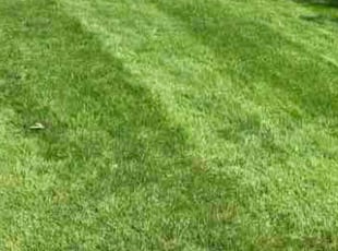 Kelly E.'s Grass Cutting service result
