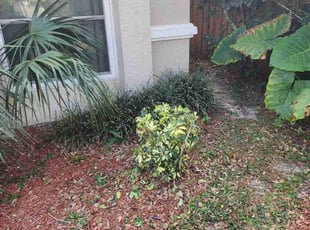 Bush Trimming by Cari Butler for Roland C. in Tampa, FL