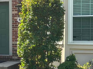Bush Trimming by Thomas Fador for Topher C. in Owings Mills, MD