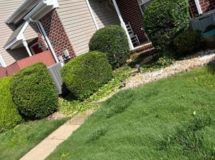 Bush Trimming by Debbie Carper for Barbara S. in Chesapeake, VA
