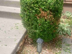 Bush Trimming by Lance Reynolds for Franklin C. in Kansas City, MO