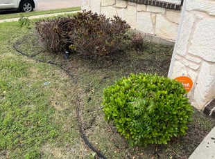 Weeding by Manuel Gonzalez for Kristal T. in Fort Worth, TX