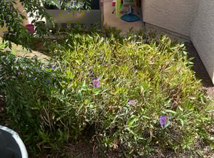 Bush Trimming by Aaron Flores for Sherie K. in Phoenix, AZ