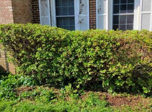 Bush Trimming by Edwin Villagran for Brigit S. in Rockville, MD