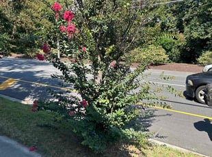 Bush Trimming by DeShawn Piggee for Stephanie V. in Newport News, VA