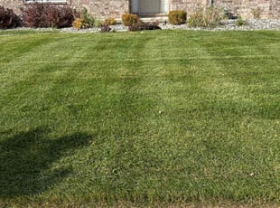 Aijaz D.'s Lawn Mowing service result