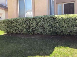 Bush Trimming by Hugo Lopez for Angela R. in Temecula, CA