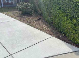 Bush Trimming by Luis Enrique Rafael chavez for Erin B. in San Jose, CA